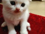 Beyaz Safkan Scottish Fold Yeni Ailesini Bekliyor