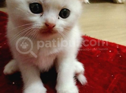 Beyaz Safkan Scottish Fold Yeni Ailesini Bekliyor görsel