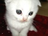 Beyaz Safkan Scottish Fold Yeni Ailesini Bekliyor