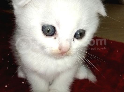 Beyaz Safkan Scottish Fold Yeni Ailesini Bekliyor görsel