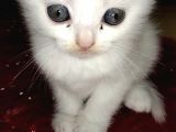 Beyaz Safkan Scottish Fold Yeni Ailesini Bekliyor