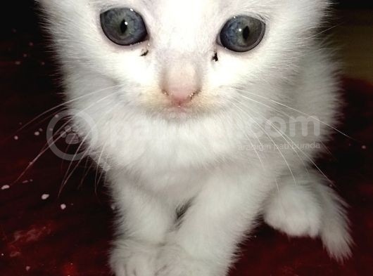 Beyaz Safkan Scottish Fold Yeni Ailesini Bekliyor görsel