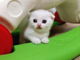 Beyaz Safkan Scottish Fold Yeni Ailesini Bekliyor