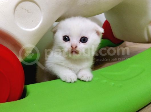Beyaz Safkan Scottish Fold Yeni Ailesini Bekliyor görsel