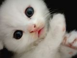 Beyaz Safkan Scottish Fold Yeni Ailesini Bekliyor