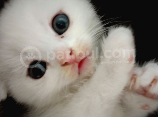 Beyaz Safkan Scottish Fold Yeni Ailesini Bekliyor