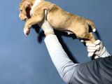 Merle Color Extreme Bully Sütten Kesi̇lmi̇ş Erkek Yavrular