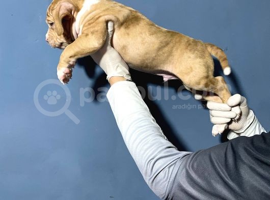 Merle Color Extreme Bully Sütten Kesi̇lmi̇ş Erkek Yavrular görsel