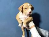 Merle Color Extreme Bully Sütten Kesi̇lmi̇ş Erkek Yavrular