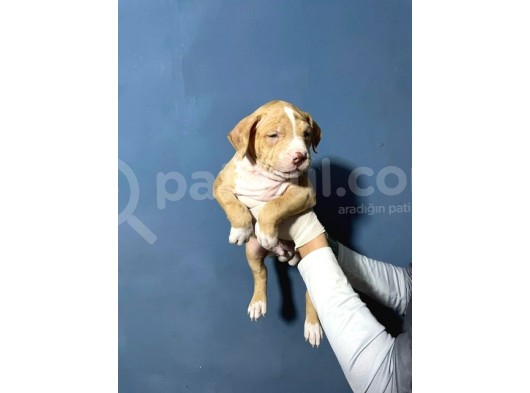 Merle Color Extreme Bully Sütten Kesi̇lmi̇ş Erkek Yavrular görsel
