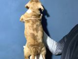 Merle Color Extreme Bully Sütten Kesi̇lmi̇ş Erkek Yavrular