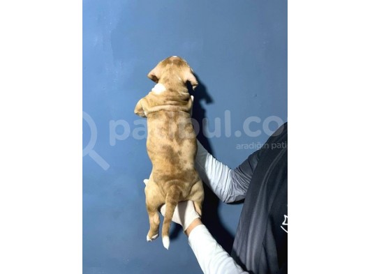 Merle Color Extreme Bully Sütten Kesi̇lmi̇ş Erkek Yavrular görsel