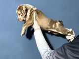 Merle Color Extreme Bully Sütten Kesi̇lmi̇ş Erkek Yavrular