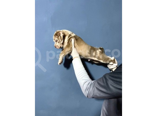 Merle Color Extreme Bully Sütten Kesi̇lmi̇ş Erkek Yavrular