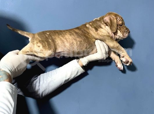 Merle Color Extreme Bully Sütten Kesi̇lmi̇ş Erkek Yavrular görsel