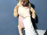 Merle Color Extreme Bully Sütten Kesi̇lmi̇ş Erkek Yavrular