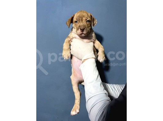 Merle Color Extreme Bully Sütten Kesi̇lmi̇ş Erkek Yavrular görsel