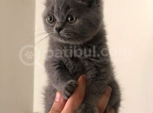 Bebek Surat Yuvarlak Kafa Bri̇ti̇sh Shorthai̇r Yavrularimiz