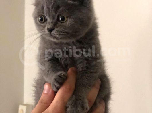 Bebek Surat Yuvarlak Kafa Bri̇ti̇sh Shorthai̇r Yavrularimiz görsel