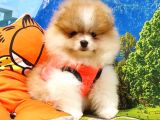 Safkan Pomeranian Boo Yavrularımız