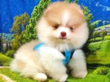 Safkan Pomeranian Boo Yavrularımız