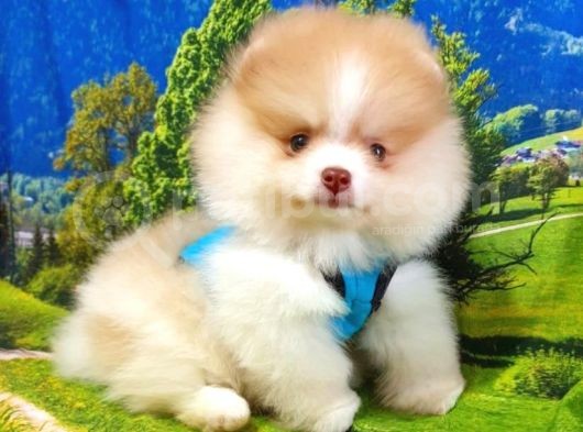 Safkan Pomeranian Boo Yavrularımız görsel