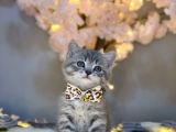 Show Color Bri̇ti̇sh Shorthai̇r Blue Golden
