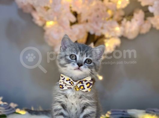 Show Color Bri̇ti̇sh Shorthai̇r Blue Golden görsel