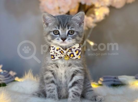 Show Color Bri̇ti̇sh Shorthai̇r Blue Golden