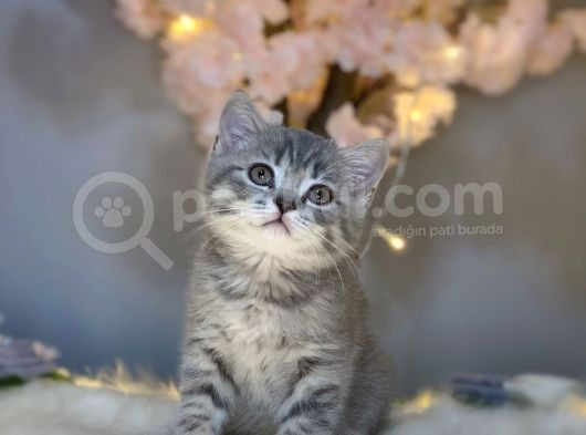 Show Color Bri̇ti̇sh Shorthai̇r Blue Golden görsel