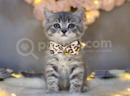 Show Color Bri̇ti̇sh Shorthai̇r Blue Golden görsel