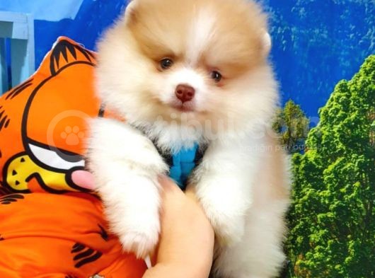 Safkan Pomeranian Boo Yavrularımız görsel