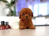 Safkan Red Brown Toy Poodle Yavrularimiz