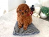 Safkan Red Brown Toy Poodle Yavrularimiz