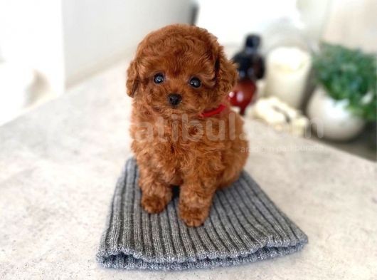 Safkan Red Brown Toy Poodle Yavrularimiz görsel