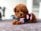 Safkan Red Brown Toy Poodle Yavrularimiz