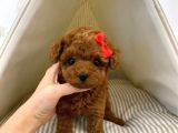 Safkan Red Brown Toy Poodle Yavrularimiz