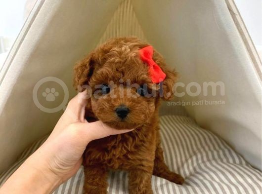 Safkan Red Brown Toy Poodle Yavrularimiz görsel