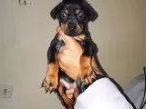 Ki̇ng Doberman Yavrulari