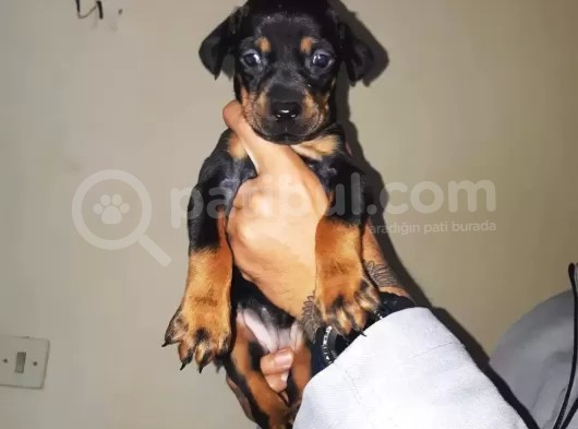 Ki̇ng Doberman Yavrulari görsel