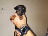 Ki̇ng Doberman Yavrulari
