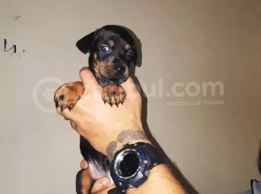 Ki̇ng Doberman Yavrulari görsel