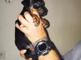 Ki̇ng Doberman Yavrulari