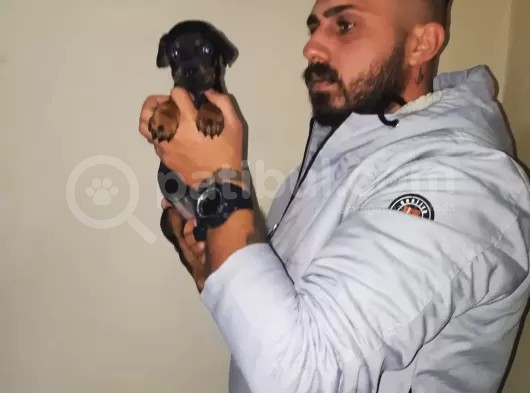 Ki̇ng Doberman Yavrulari görsel
