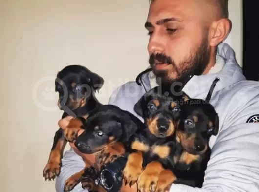 Ki̇ng Doberman Yavrulari görsel