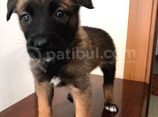 A Kalite Safkan Belçika Kurdu görsel