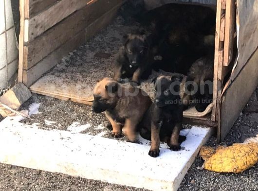 A Kalite Safkan Belçika Kurdu görsel