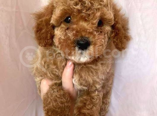 Birbirinden Güzel Toy Poodle görsel