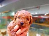 Red Toy Poodle Safkan Yavrumuz