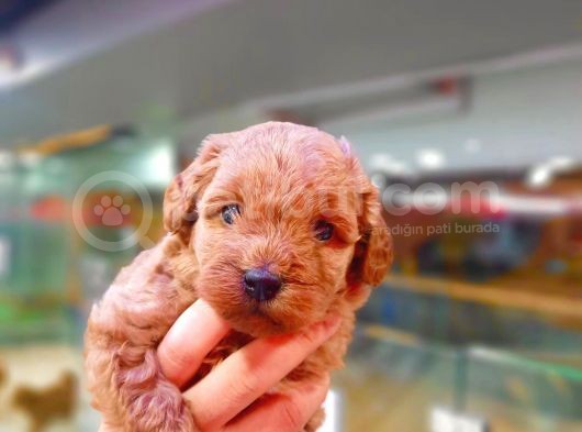 Red Toy Poodle Safkan Yavrumuz görsel